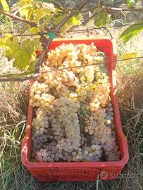 Uva bianca Trebbiano - Pisa