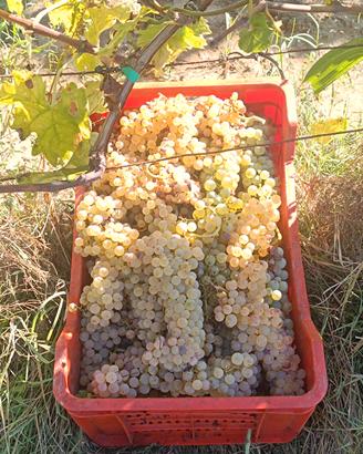 Uva bianca Trebbiano - Pisa