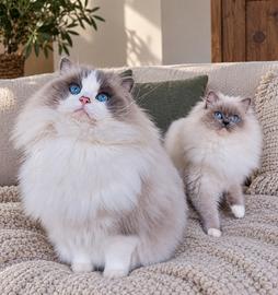 Gattini RAGDOLL con pedigree