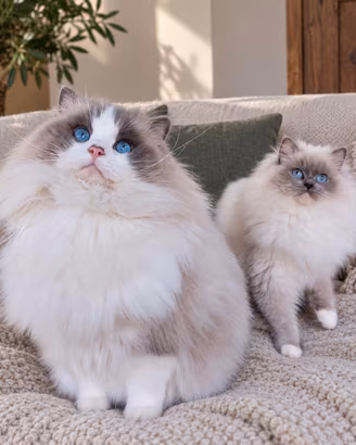 Gattini RAGDOLL con pedigree