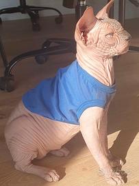 Sphynx