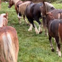 Cavalli dí struttura