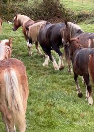 Cavalli dí struttura