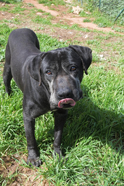 Geppetto un cagnolino tutto da amare