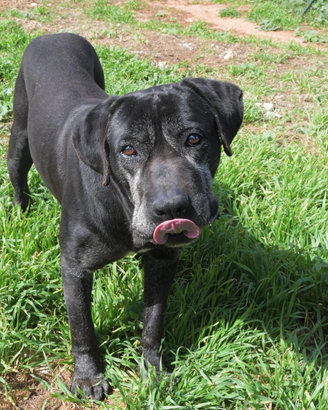 Geppetto un cagnolino tutto da amare