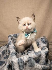 cuccioli gatto ragdoll 