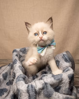 cuccioli gatto ragdoll 