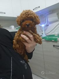 Fidanzata per Teddy
