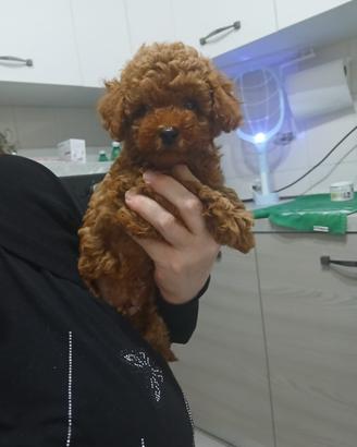 Fidanzata per Teddy