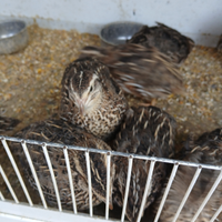 Quaglie jumbo 2 mesi