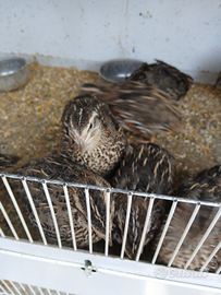 Quaglie jumbo 2 mesi