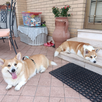 Corgi Pembroke cuccioli