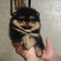 Pomerania Spitz nano Black&Tan