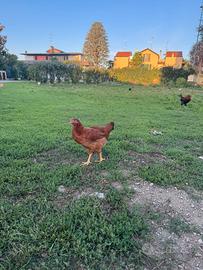 Galline