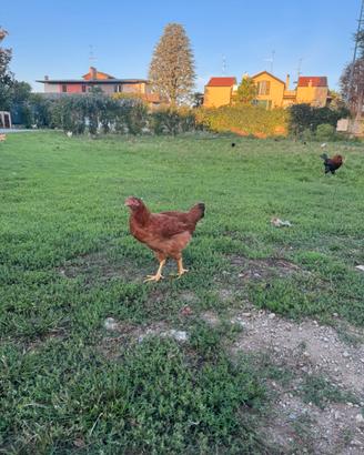 Galline