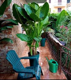 alocasia Macro, banano Musa, canna indica varie 