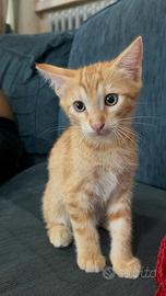 Gattini