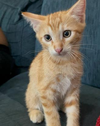 Gattini