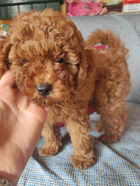 Barboncini simil toy