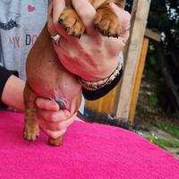 Cuccioli di bassotto