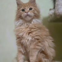 Cuccioli di maine coon
