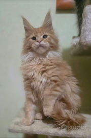 Cuccioli di maine coon