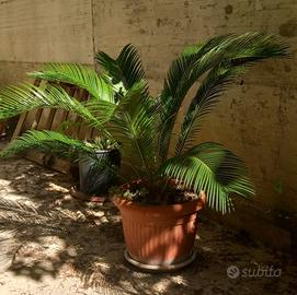 Cycas