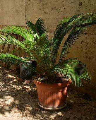 Cycas