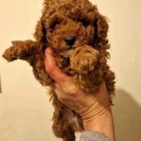 Cuccioli di barboncini mini toy maschi femmine