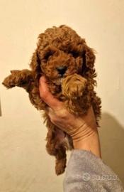 Cuccioli di barboncini mini toy maschi femmine