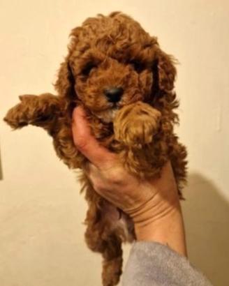 Cuccioli di barboncini solo maschi