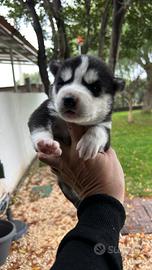 Siberian Husky cuccioli