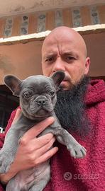 Cucciolo di bulldog francese blu