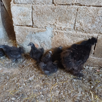 Galline e gallo moroseta nere
