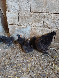 Pulcini moroseta neri