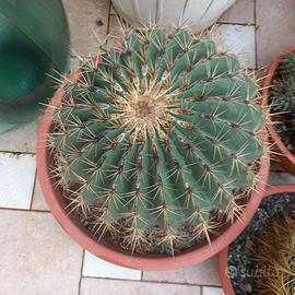 echinococtus riccio
