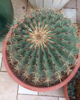 echinococtus riccio