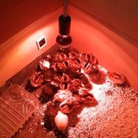 Zona Parma Pulcini aracauna amrok