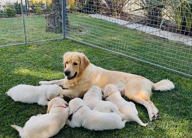 Cuccioli di Golden Retriever