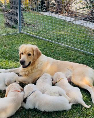 Cuccioli di Golden Retriever