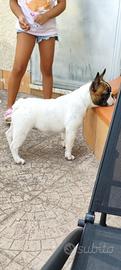 Bulldog francese di 5 mesi con pedigree