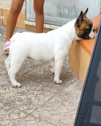 Bulldog francese di 5 mesi con pedigree