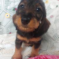 Bassottina pelo duro