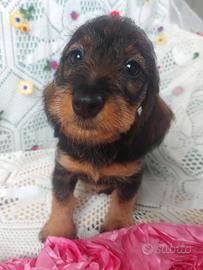 Bassottina pelo duro