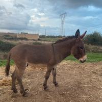 Asino Sardo