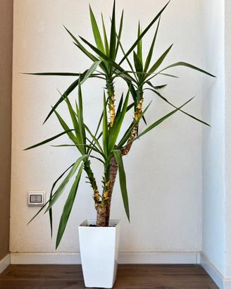 Pianta Tronchetto della felicità