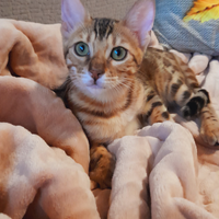 Cuccioli di gatto del Bengala