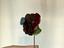 Immagine 2