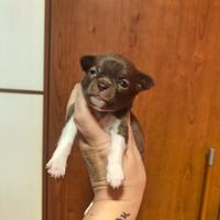 Prenotabile Maschietto Chihuahua