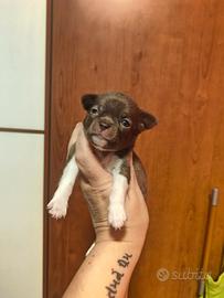 Prenotabile Maschietto Chihuahua